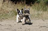 BOULEDOGUE FRANCAIS 166